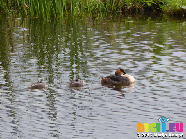 FZ030451 Grebe and chicks